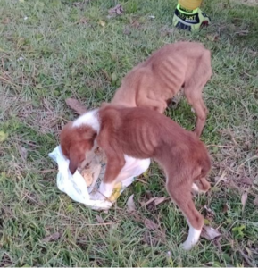 Filhotes de cães são resgatados por Bombeiros em tubulação em Ituporanga