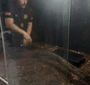 Polícia Civil resgata animal silvestre em cativeiro