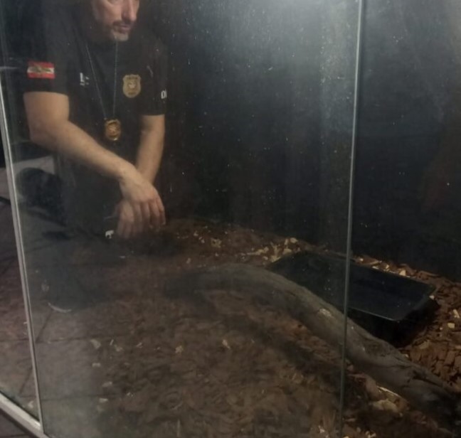 Polícia Civil resgata animal silvestre em cativeiro