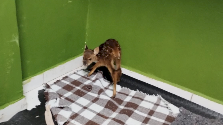 Animal silvestre é encontrado dentro de residência em Lages