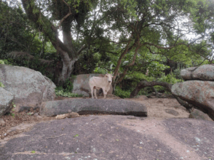 Operação da Polícia Civil indicia 40 pessoas por esquema estruturado de Farra do Boi em Governador Celso Ramos