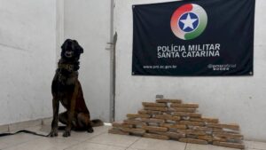 Quase 30 kg de cocaína são apreendidos em fundo falso de veículo em Paulo Lopes